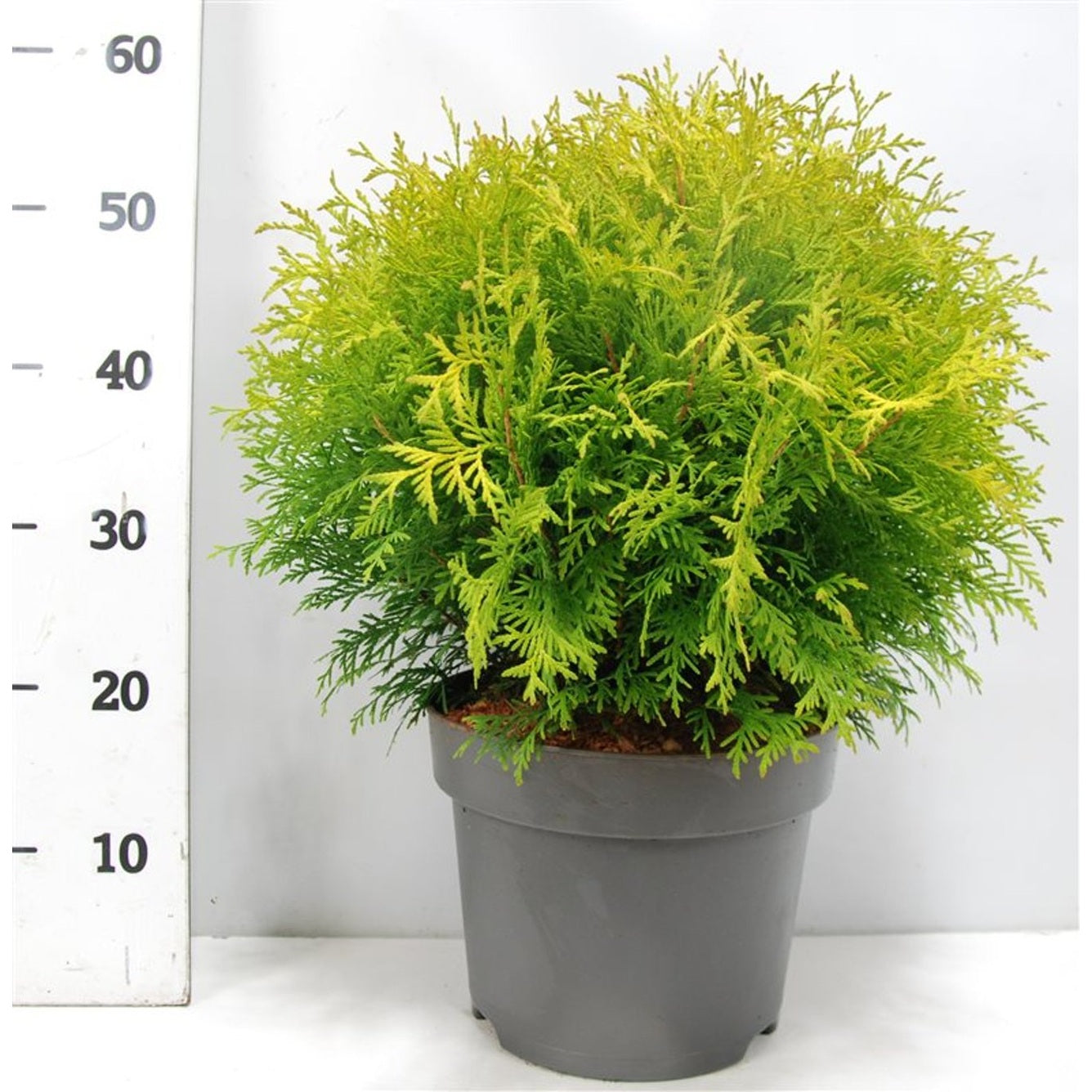 Thuja – Thuja occidentalis 'Golden Globe' - C7.5 30-40 cm.
